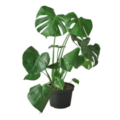 Philodendron Monstera Split-Leaf 8 Philodendron Monstera Split-Leaf -home decoration 8 MONSTERA 1 1800x1800 removebg preview