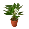 Anthurium 'White' -home decoration Anthurium White