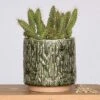 Cactus Planter
