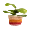 Dawn Ombre Planter -home decoration ScreenShot2023 05 24at1.01 PhotoRoom PhotoRoom
