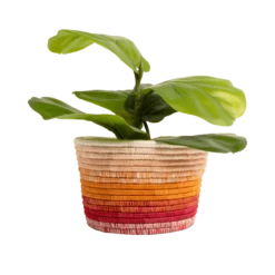 Dawn Ombre Planter