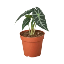 Alocasia Amazonica