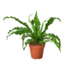 Bird’s Nest Fern 2 Bird’s Nest Fern -home decoration birdsnestplant