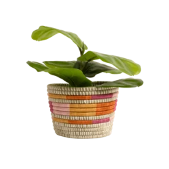 Sunrise Brights Planter