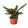 Calathea Rattlesnake -home decoration calathea