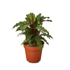 Calathea Rufibarba