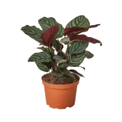 Calathea Ornata
