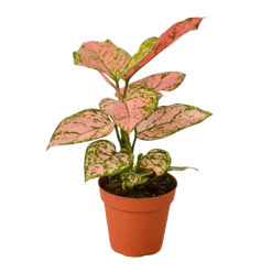 Aglaonema -home decoration chineseevergreen