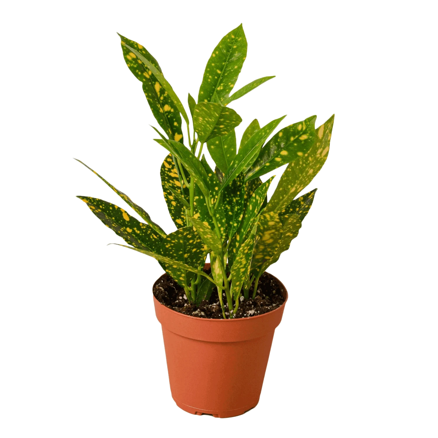 Gold Dust Croton 3 Gold Dust Croton