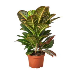 Croton Petra