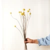 Lotte Dried Yellow Billy Ball Bouquet -home decoration dried yellow billy balls best dried flowers and dried bouquets 30596750049332 PhotoRoom