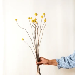 Lotte Dried Yellow Billy Ball Bouquet