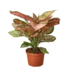 Aglaonema 2 Aglaonema -home decoration evergreenplant