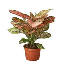 Aglaonema