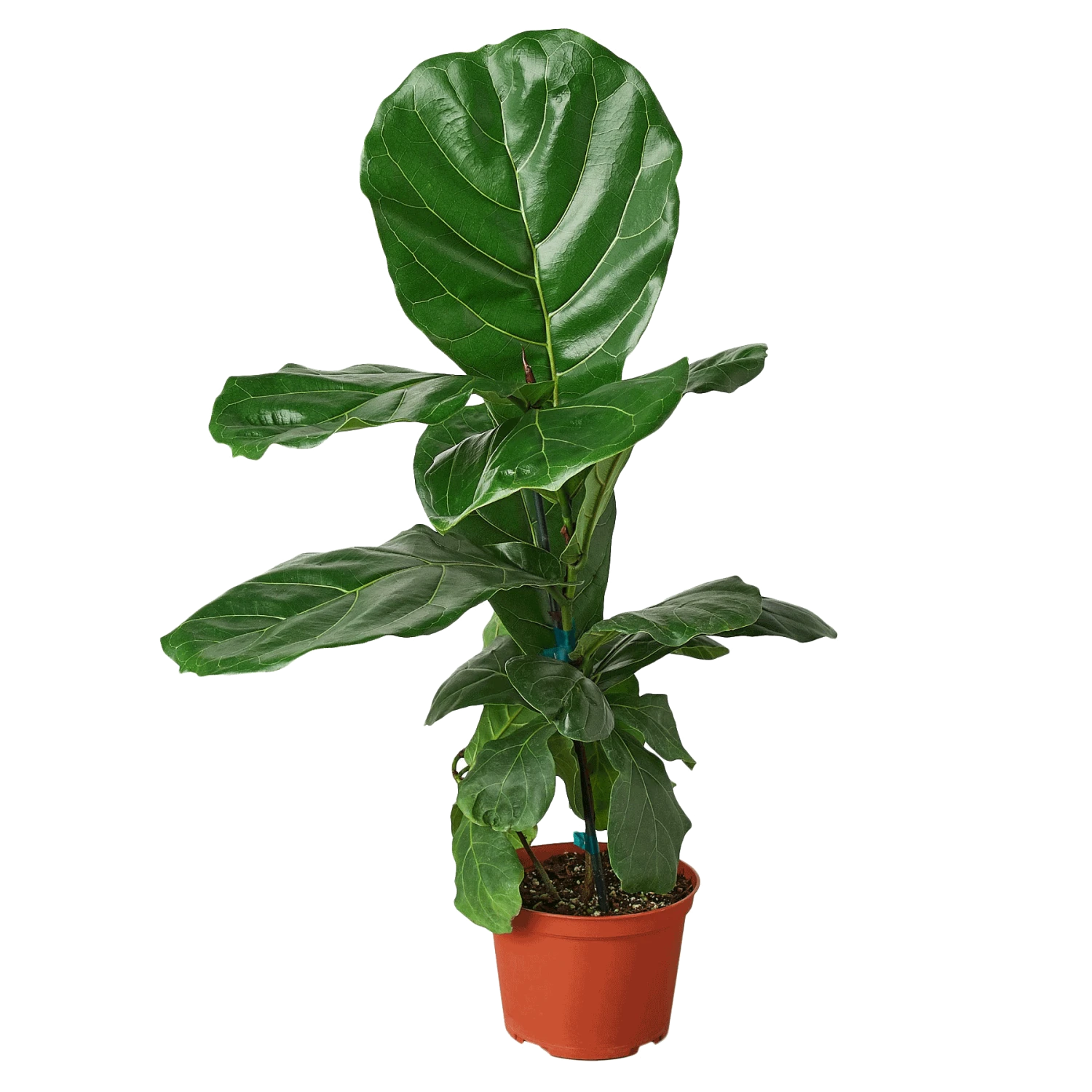 Fiddle Leaf Fig 3 Fiddle Leaf Fig