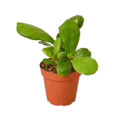 Fiddle Leaf Fig 7 Fiddle Leaf Fig -home decoration fiddleplant 1