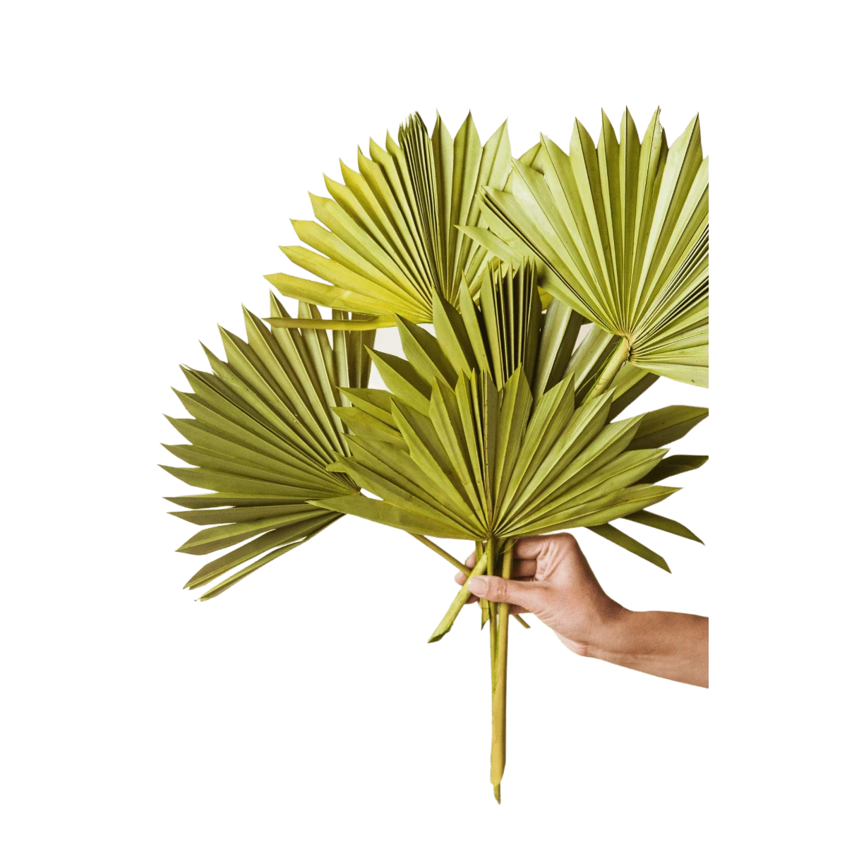 Rowen Palm Bouquet 5 Rowen Palm Bouquet - Image 3