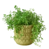 Diamond Planter -home decoration greenplanter