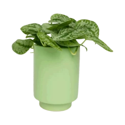 Kiwi Green Kaya Vase By Justina Blakeney™ -home decoration kiwiplanter2 b253b3a0 ce74 402f b369 045bc646cca7