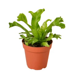 Bird’s Nest Leslie Fern