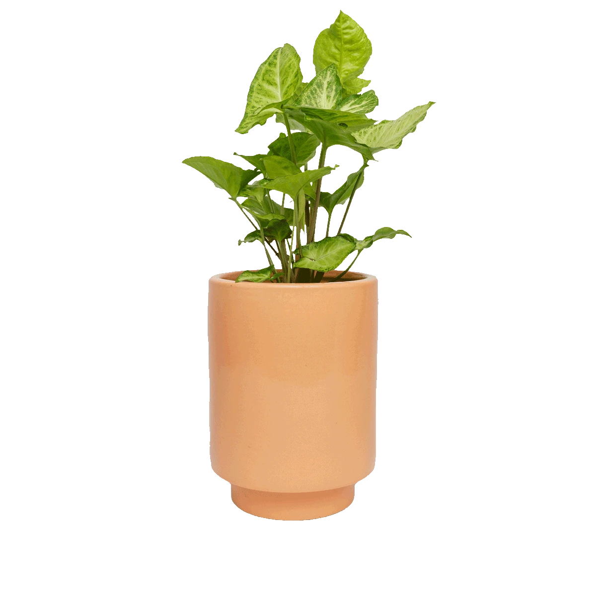 Melon Kaya Vase By Justina Blakeney™ 3 Melon Kaya Vase By Justina Blakeney™