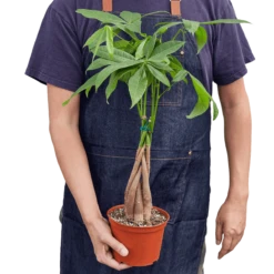 Money Tree -home decoration moneytree2