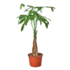 Money Tree 2 Money Tree -home decoration moneytree3