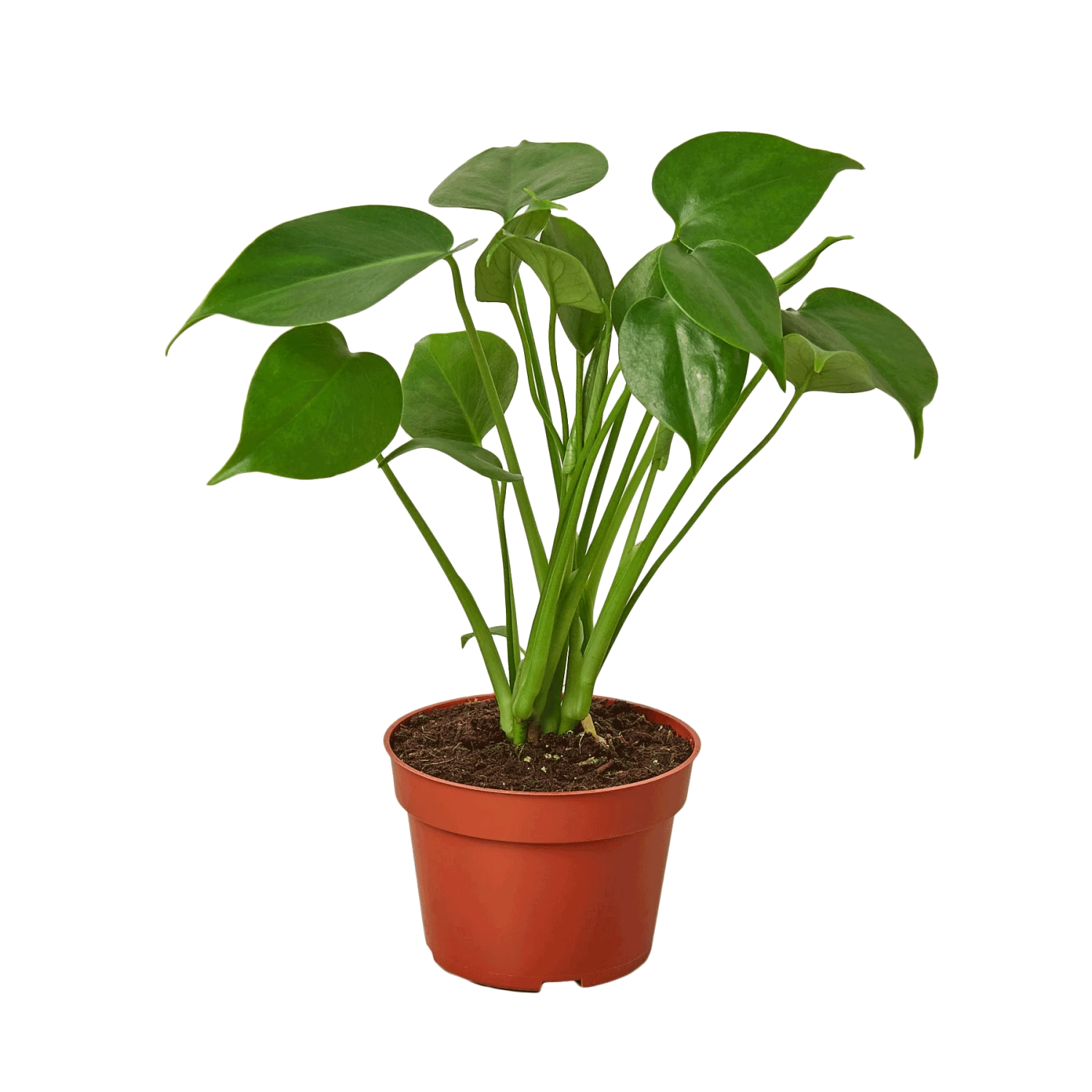 Philodendron Monstera Split-Leaf 4 Philodendron Monstera Split-Leaf - Image 2