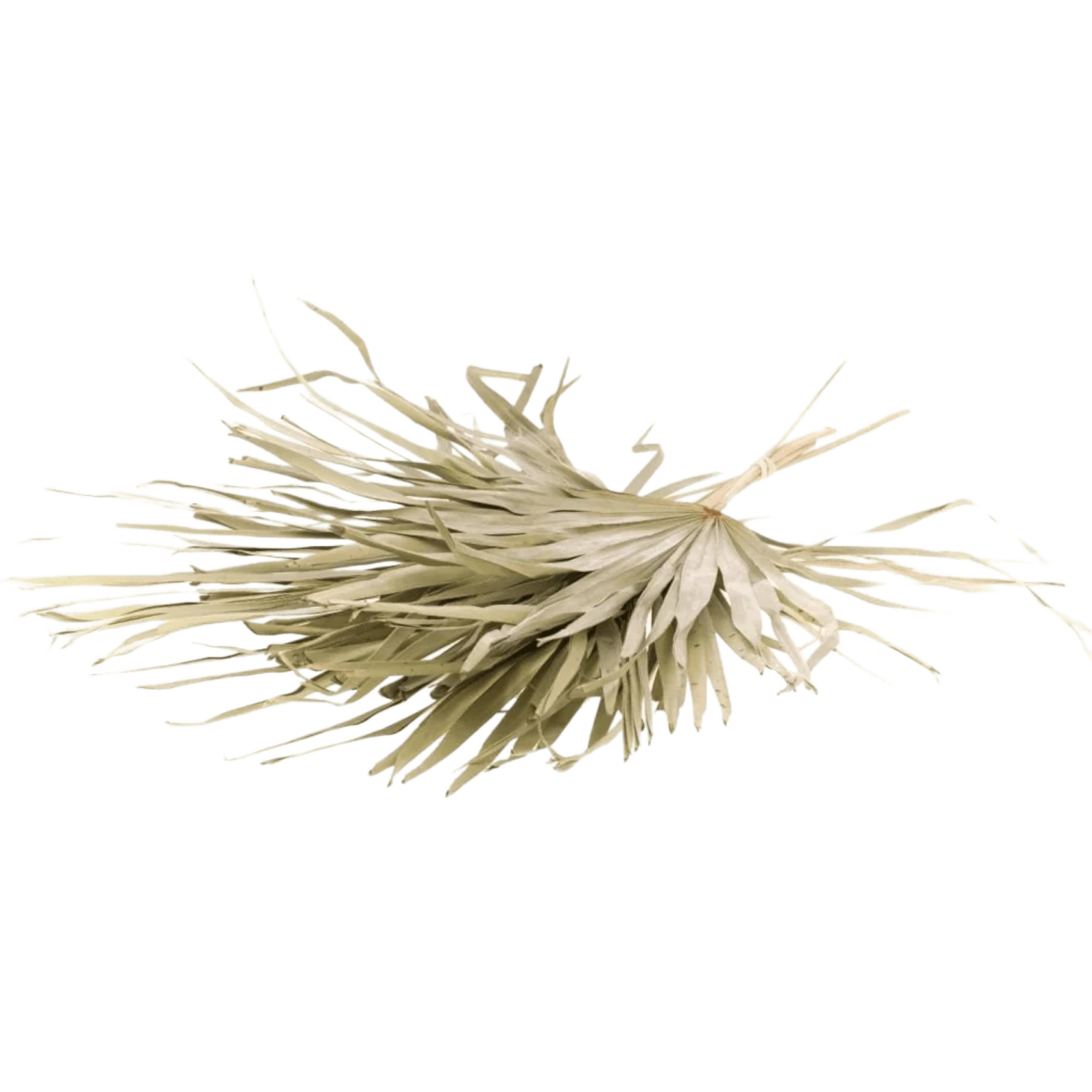 Elisa Natural Fringe Palm Bunch 4 Elisa Natural Fringe Palm Bunch - Image 2