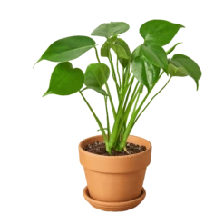 Philodendron Monstera Split-Leaf 9 Philodendron Monstera Split-Leaf -home decoration plant1