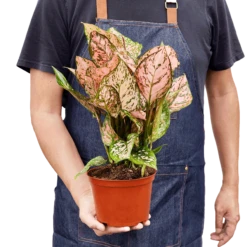 Aglaonema -home decoration plant 030517d6 7f90 4157 b9e2 833de496fe40