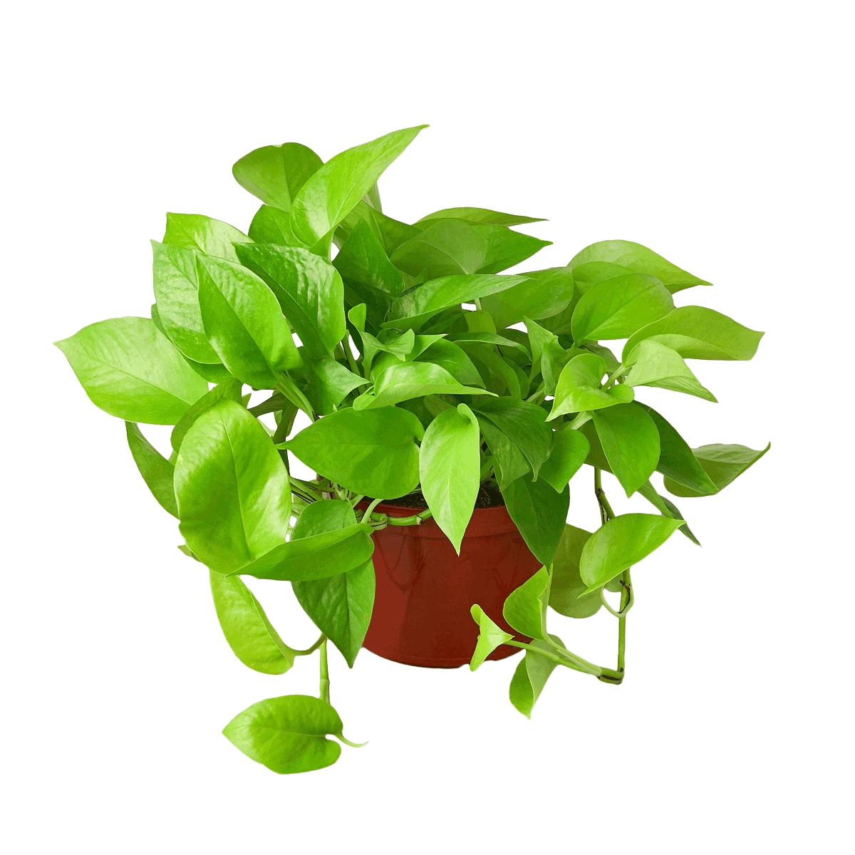 Pothos 'Neon' 3 Pothos 'Neon'