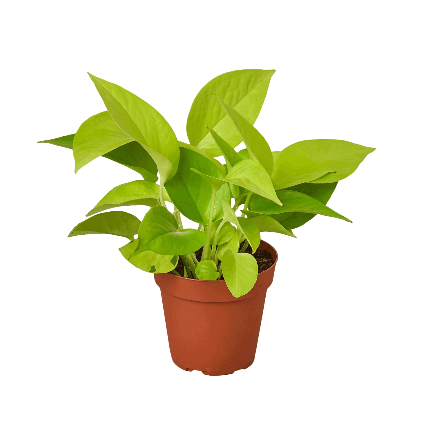 Pothos 'Neon' 4 Pothos 'Neon' - Image 2