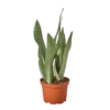 Snake Plant Moonshine -home decoration snakeplant