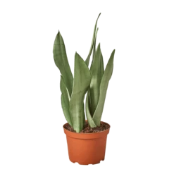 Snake Plant Moonshine