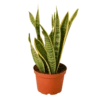 Snake Plant Laurentii -home decoration snakeplant f8cd1897 0267 4655 a3aa dcf7a354e057