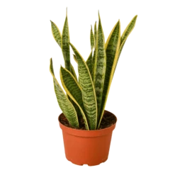 Snake Plant Laurentii